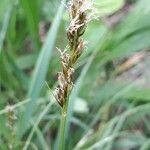 Carex spicata flower picture by Jacques Maréchal (cc-by-sa)