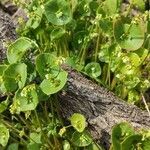 Claytonia perfoliata habit picture by Dieter Albrecht (cc-by-sa)