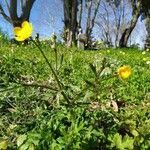 Ranunculus bulbosus habit picture by Plantae Lucorum (cc-by-sa)