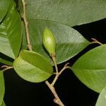 Chrysophyllum hirsutum fruit picture by Nelson Zamora Villalobos (cc-by-nc)