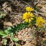 Chrysopsis mariana flower picture by Blaize (cc-by-sa)