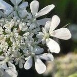 Daucus muricatus flower picture by Monteiro Henrique (cc-by-sa)