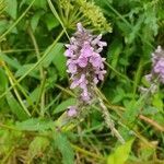 Stachys palustris flower picture by Pl@ntNet (cc-by-sa)