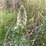 Reseda alba habit picture by Torres Llorenç (cc-by-sa)