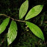 Bertiera bracteosa leaf picture by Nelson Zamora Villalobos (cc-by-nc)