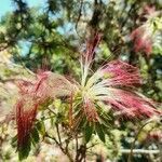 Calliandra foliolosa flower picture by Trap Hers (cc-by-sa)