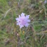 Scabiosa canescens flower picture by drmorvaygyorgy (cc-by-sa)