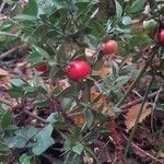 Ruscus aculeatus fruit picture by Lionel Maitre (cc-by-sa)