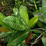 Gardenia oudiepe leaf picture by Richard Chesher (cc-by-sa)