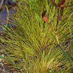 Isolepis setacea leaf picture by Sans Attaches (cc-by-sa)