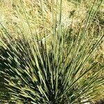 Juncus acutiflorus leaf picture by Lucien Virat (cc-by-sa)