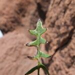 Mutisia hamata leaf picture by Fabien Anthelme (cc-by-sa)