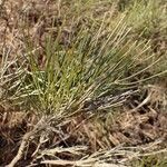 Genista radiata habit picture by Yoan MARTIN (cc-by-sa)