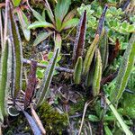 Elaphoglossum mathewsii habit picture by Fabien Anthelme (cc-by-sa)