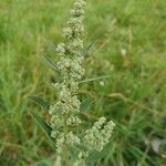 Chenopodium ficifolium flower picture by Benoît Nennig (cc-by-sa)