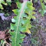 Sonchus congestus leaf picture by Quiquemor (cc-by-sa)