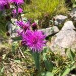 Centaurea phrygia flower picture by David Ježek (cc-by-sa)