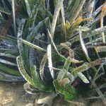 Posidonia oceanica leaf picture by Sylvain Piry (cc-by-sa)