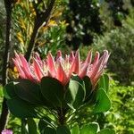 Protea cynaroides flower picture by francis Sibille (cc-by-sa)