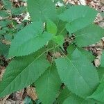 Salvia glutinosa leaf picture by K Max (cc-by-sa)