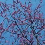 Cercis canadensis flower picture by elehto (cc-by-sa)