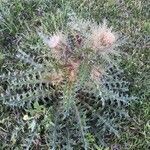 Cirsium horridulum habit picture by Eli Small (cc-by-sa)