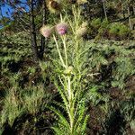 Cirsium jorullense habit picture by Fabien Anthelme (cc-by-sa)