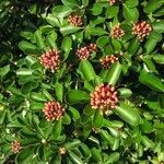 Pittosporum coccineum flower picture by Gildas Gateble (cc-by-sa)