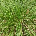 Carex umbrosa habit picture by Dieter Albrecht (cc-by-sa)