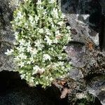 Arenaria hispida habit picture by Stéphane Mars (cc-by-sa)