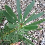 Protea repens habit picture by Daniel Barthelemy (cc-by-nc)