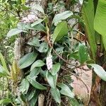 Anthurium scandens fruit picture by Erick Herrera Sanabria (cc-by-sa)