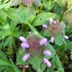 Lamium purpureum flower picture by Jean-Philippe Monnin (cc-by-sa)