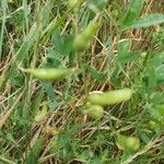 Lathyrus tuberosus fruit picture by miro (cc-by-sa)