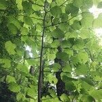 Tilia platyphyllos habit picture by sylvie jamond (cc-by-sa)