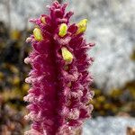 Neobartsia santolinifolia flower picture by Fabien Anthelme (cc-by-sa)