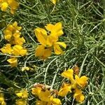 Genista radiata flower picture by Jean NICOLE (cc-by-sa)