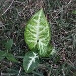 Syngonium podophyllum leaf picture by Fernando da Luz Schmidt (cc-by-sa)