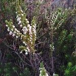 Erica imbricata habit picture by Maarten Vanhove (cc-by-sa)