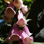 Digitalis purpurea flower picture by Will P (cc-by-sa)