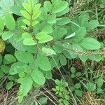 Indigofera hirsuta habit picture by Zumbado Manuel (cc-by-sa)