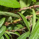 Phenax mexicanus leaf picture by Nelson Zamora Villalobos (cc-by-nc)