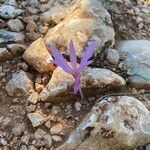 Colchicum filifolium flower picture by Loret Renaud (cc-by-sa)