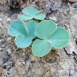 Oxalis purpurea leaf picture by Boy Portuguese (cc-by-sa)