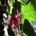 Drymonia rubripilosa fruit picture by SINAC Pérez Greivin (cc-by-sa)