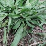 Plantago lagopus leaf picture by scandjsky (cc-by-sa)