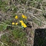 Fritillaria pudica flower picture by Yang Chen (cc-by-sa)