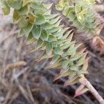 Euphorbia pithyusa leaf picture by Gabriel Ollivier (cc-by-sa)