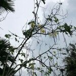 Cassia fistula habit picture by Pierre Bonnet (cc-by-sa)