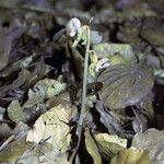 Epipogium aphyllum habit picture by Martin Bishop (cc-by-sa)